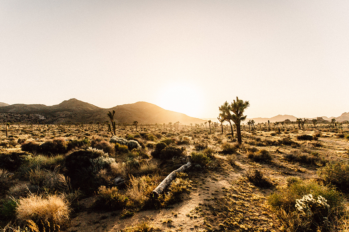 Joshua Tree National Park, US